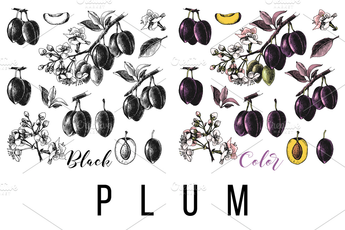 Fruit branches, a Food Illustration by handsketched (Photo 9 of 13)