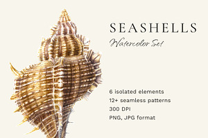 Seashells watercolor illustrations