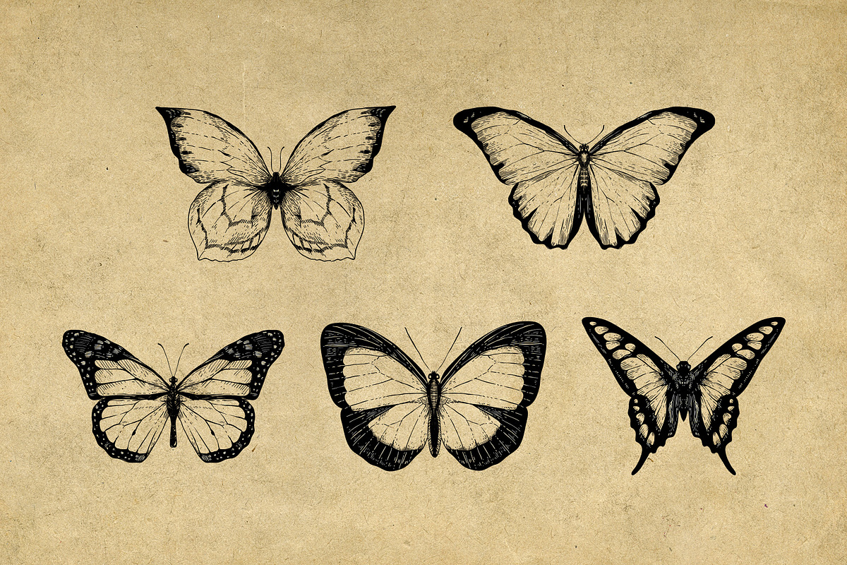 Vintage Bee Butterfly Illustrations, an Icon by Hatch Design Workshop (Photo 5 of 8)