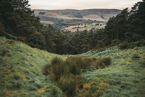 Green valley and pine forest, a Nature Photo by SkyNext