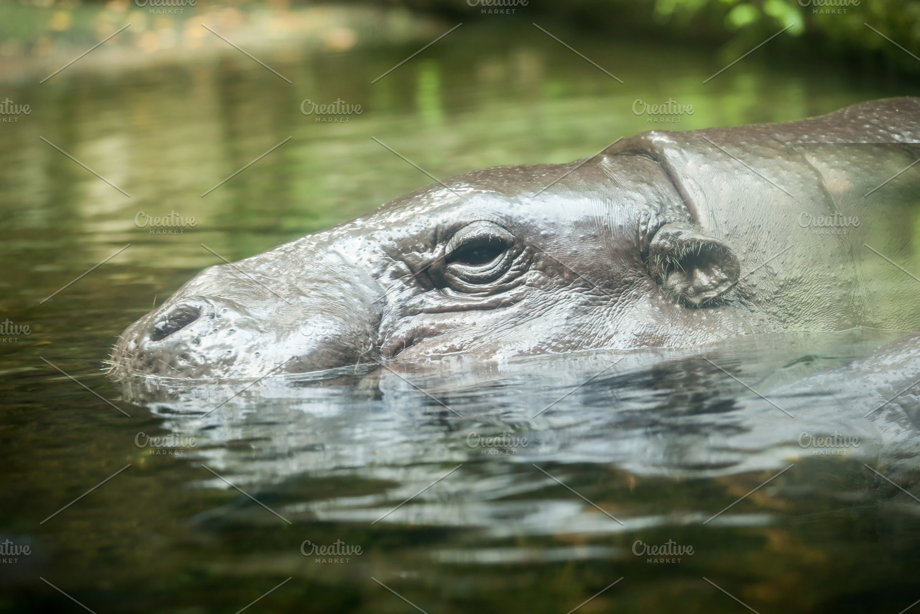 The common hippopotamus, a Photo by saiko3p