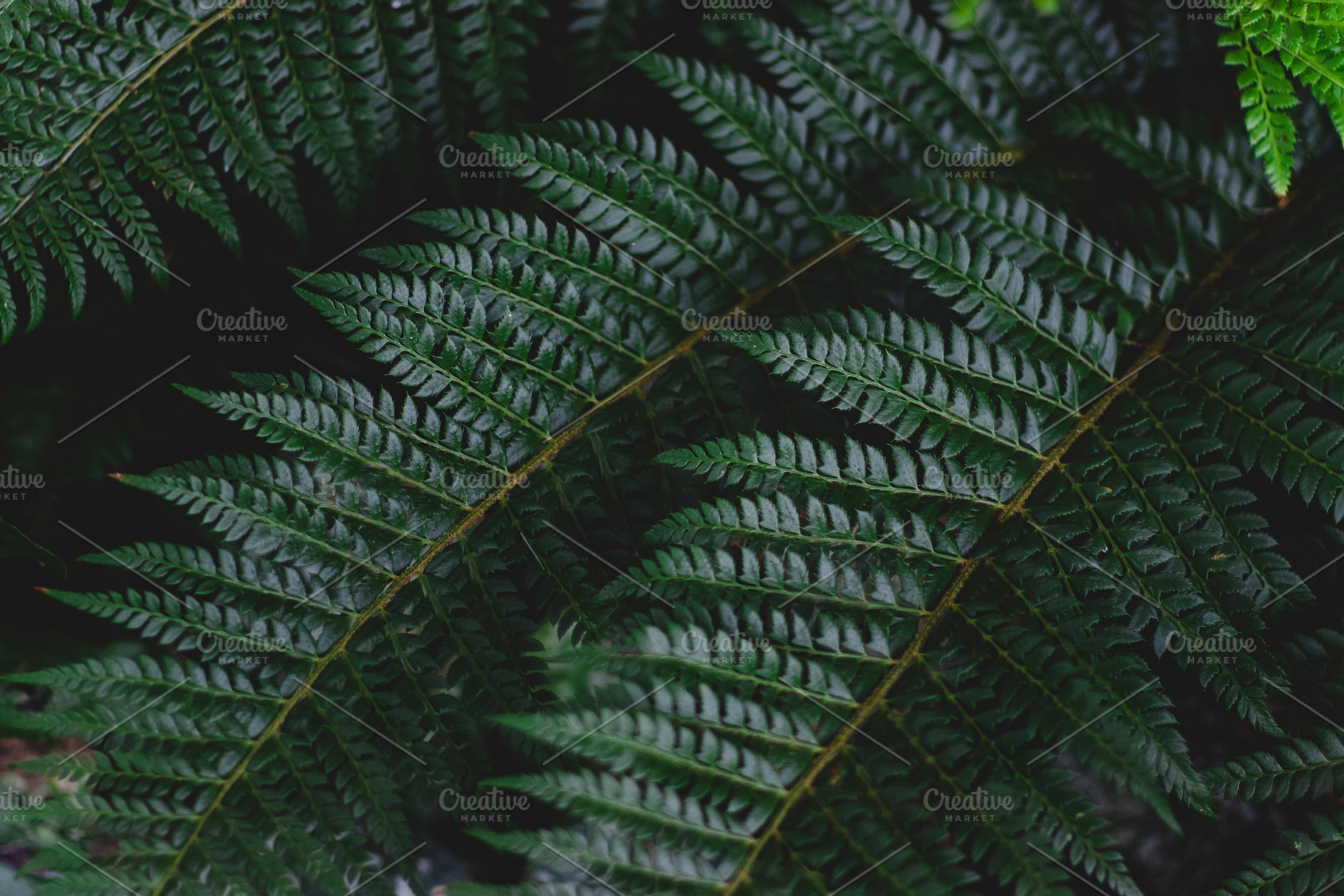 Lush Green Fern Foliage Stock Photo, a Nature Photo by René Jordaan Photography