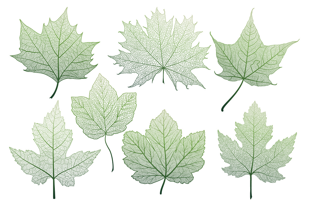 Set of skeleton maple leaves., a Graphic by Digital illustration shop