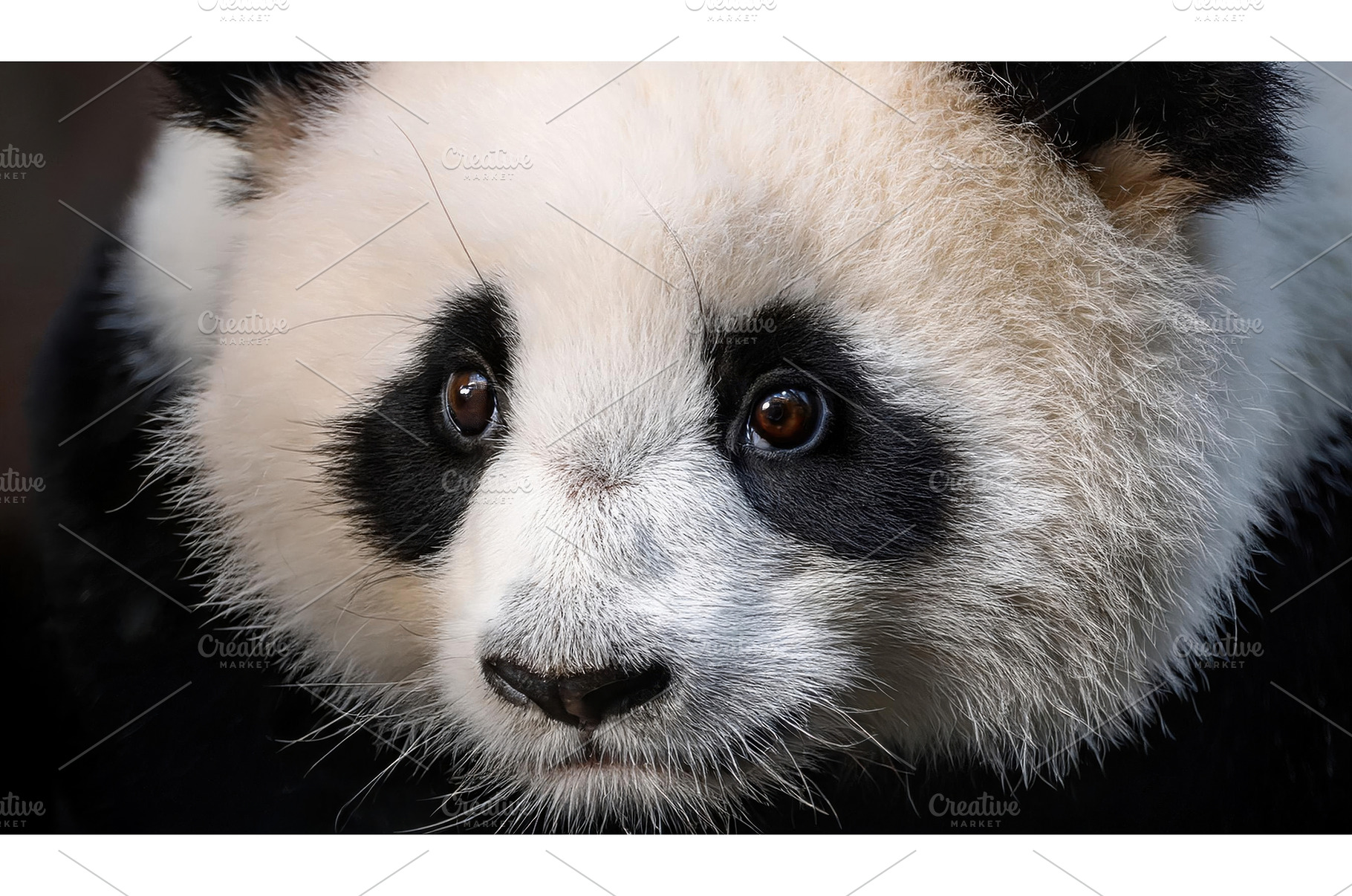 A close-up of a panda's face with, an Animal Photo by Igor Tichonow