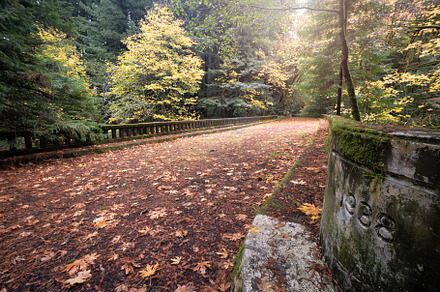 An Abandoned Hightway in a Northern California Forest
