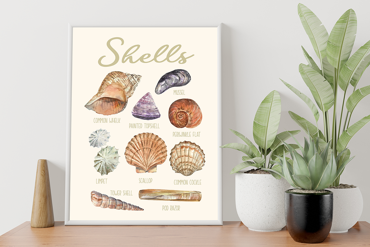 Shells Clip Arts and Poster, an Education Illustration by Tati Bordiu