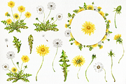 Dandelion Watercolor Illustration, a Decorative Illustration by DioFlow (Thumbnail 2 of 2)