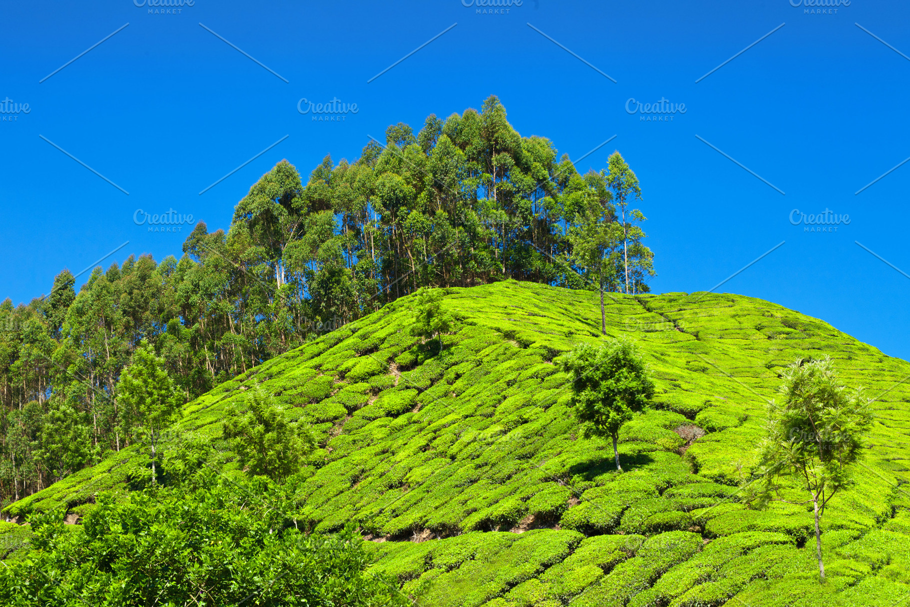 Tea plantation, a Photo by saiko3p