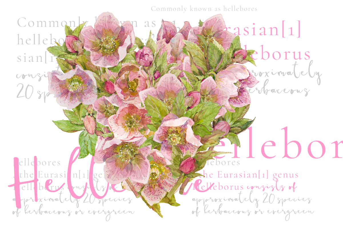 Hearts-watercolor-Hellebore, an Illustration by watercolorwild.graphics (Photo 11 of 19)