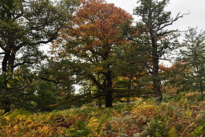 Autumn trees and ferns in a London park with colorful fall foliage, tranquil na, a Nature Photo by AS photostudio