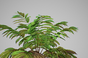 Alsophila Fern Averahe HIGH