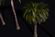 The Date Palm Tree, a Plants & Tree 3D Model by FuturePastCreatives (Thumbnail 2 of 6)