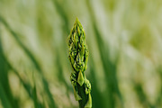Green asparagus plant, a Food & Drink Photo by Ana Dee Photography (Thumbnail 1 of 2)