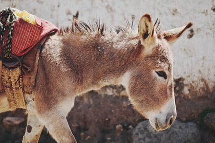 Peruvian Donkey