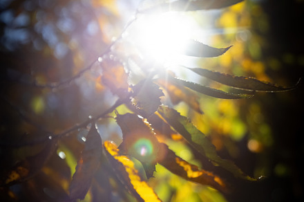 Autumn beech leaves decorate a beaut