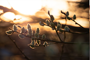 Lightroom Presets Matte & moody #1, an Action Add-On by bielefoto (Thumbnail 3 of 3)