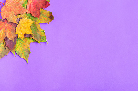 Heap of colorful maple leaves of yellow, orange, red and green on violet backgr, a Nature Photo by iuliia_n