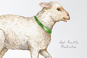 Watercolor lamb, sheep clipart, an Animal Illustration by yana.fefelova (Thumbnail 4 of 4)