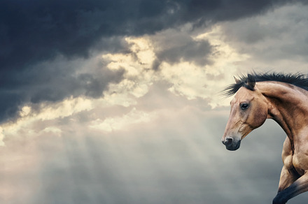 Horse running at sky background, an Animal Photo by VICUSCHKA