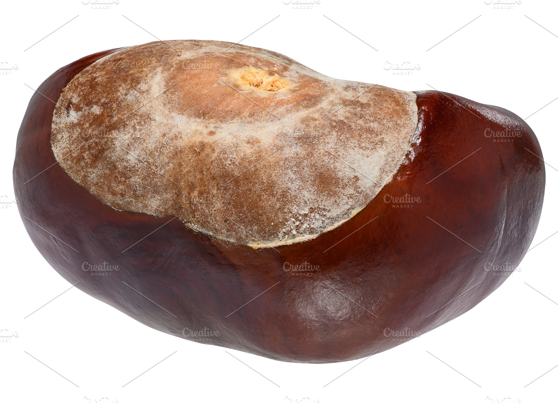 Horse chestnut with a smooth, shiny, brown surface. The fruit is, a Nature Photo by ndanko