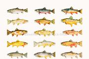 Watercolor Trout Fish Clipart, a Decorative Illustration by OKArtHub (Thumbnail 5 of 8)