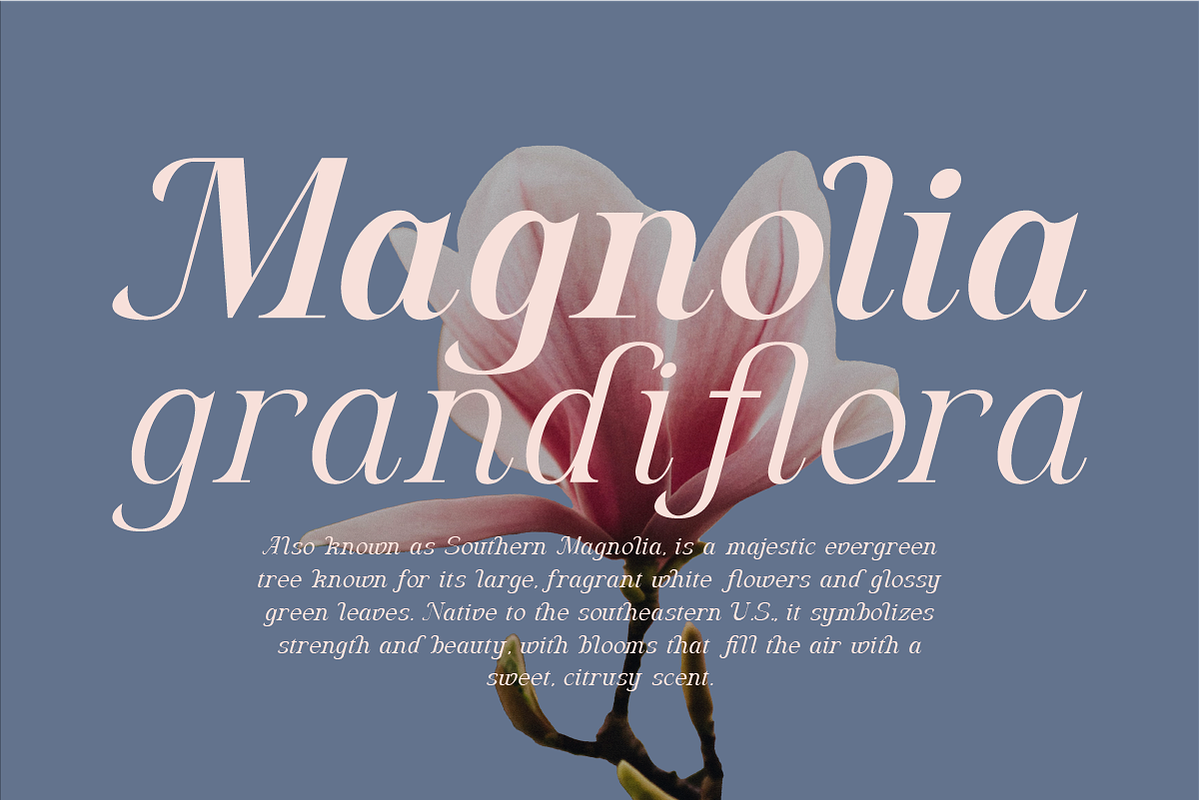 Algra Molta - Elegant Serif Family, a Serif Font by Pandeka Studio (Photo 3 of 11)