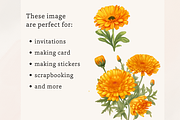 Watercolor Calendula flowers, a Decorative Illustration by TimCanvaTemplate (Thumbnail 3 of 5)