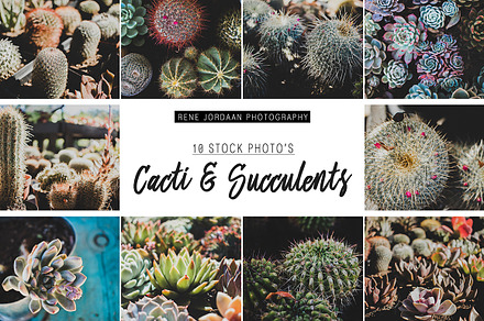 Cacti and Succulents Bundle