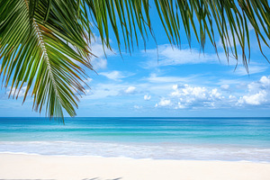 Tropical beach paradise palm leaves, a Photo by Pixeness Studio