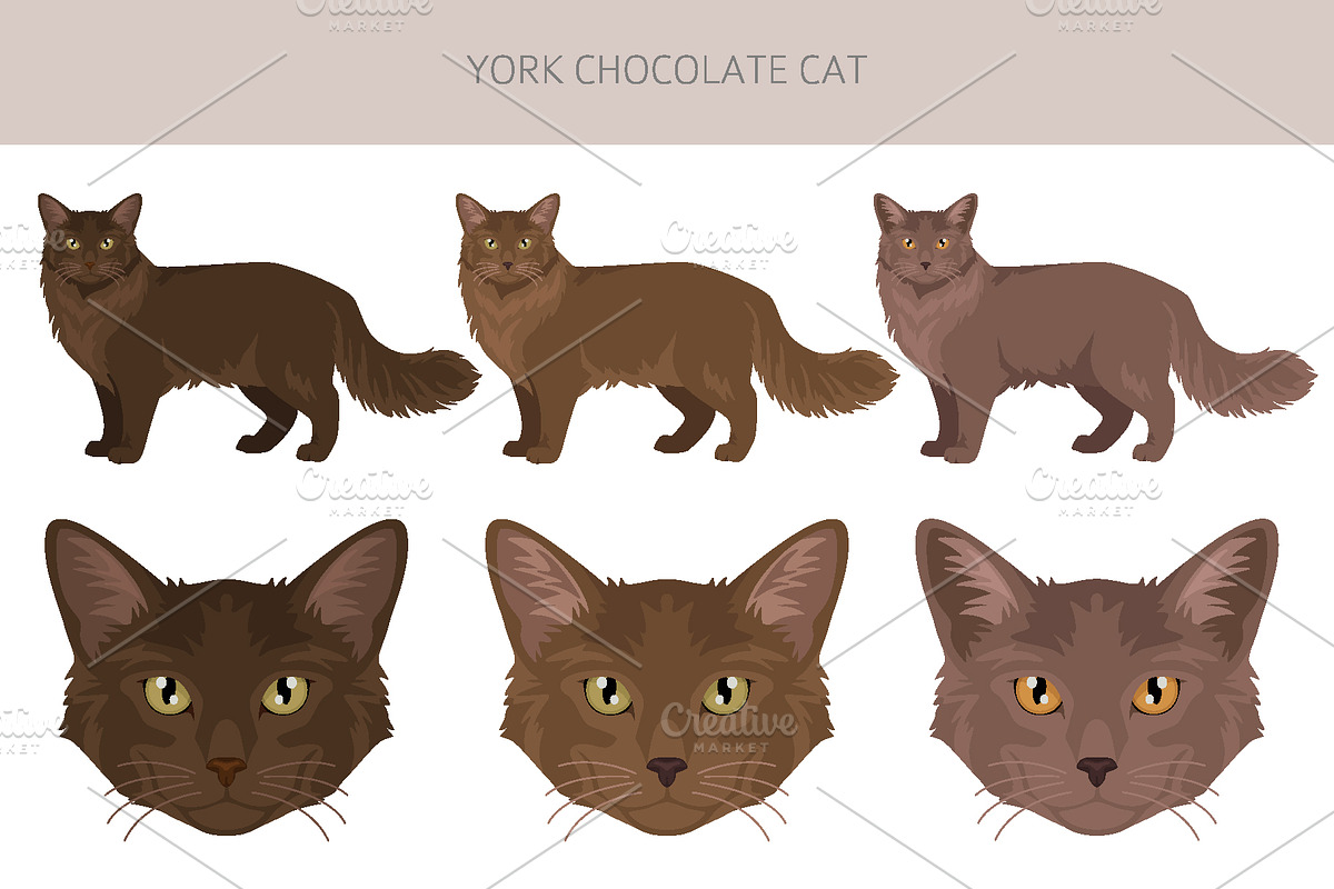 York Chocolate cat clip art, an Animal Illustration by pet design shop (Photo 2 of 4)