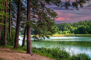 River in forest