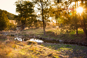 Sunset Woods, a Nature Photo by THP Creative