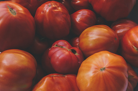 Picked up tomatoes stock photo containing tomatoes and tomato, a Food & Drink Photo by HrastovaSiska