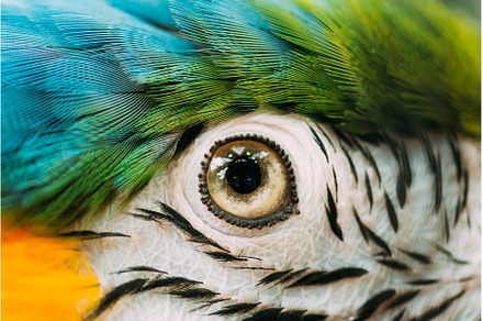 Eye Of Blue-and-yellow Macaw Also, an Animal Photo by Our Amazing World