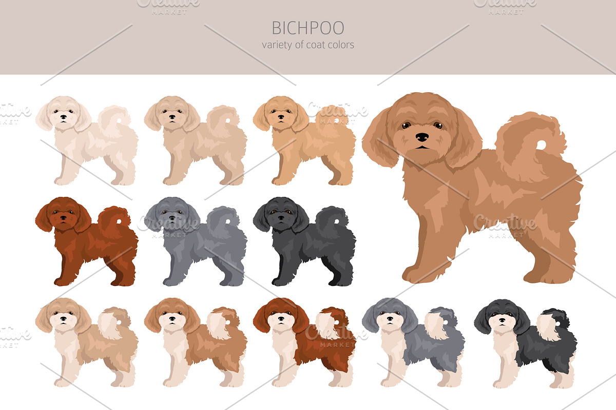 Bichpoo (Bichon Frise Poodle mix), an Animal Illustration by pet design shop (Photo 3 of 6)