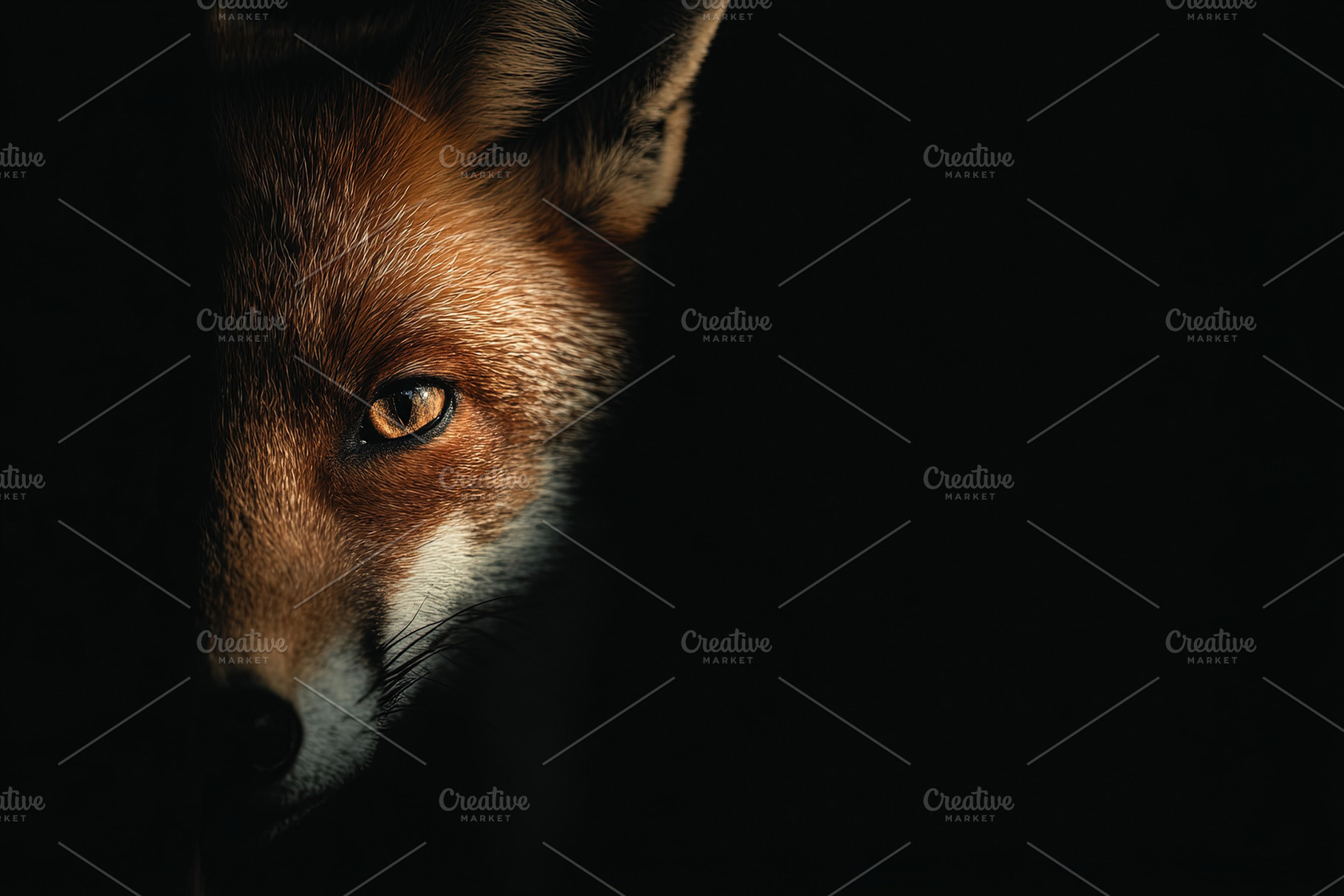 Close-up portrait of a red fox partially hidden in darkness, wit, an Animal Photo by Ales Munt