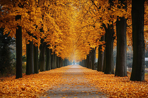 A beautiful autumn alley0, a Photo by Pavel_design