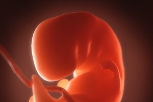 Human Embryo, Fetus Growth