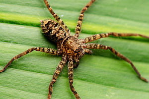 Australian Jungle Huntsman spider, an Animal Photo by Rob D Animal Photography