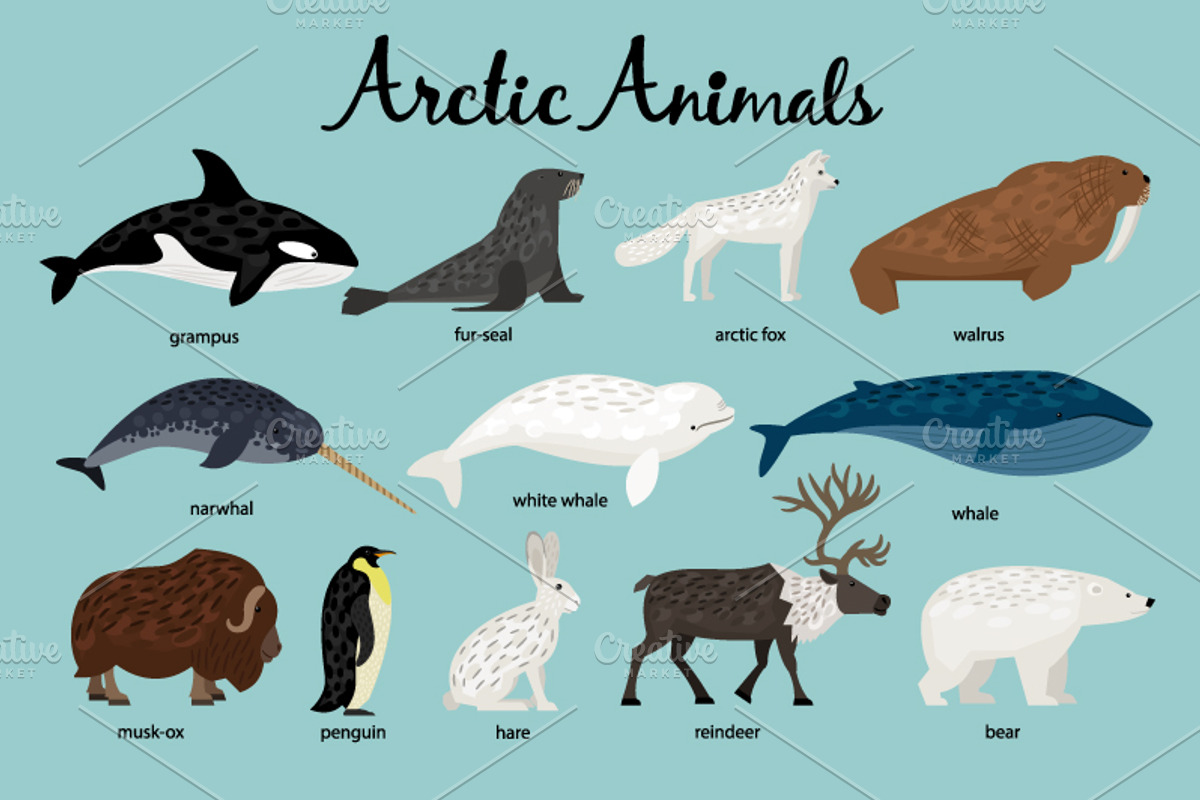 Big Set of Animals, an Object Graphic by ianakauri (Photo 7 of 12)