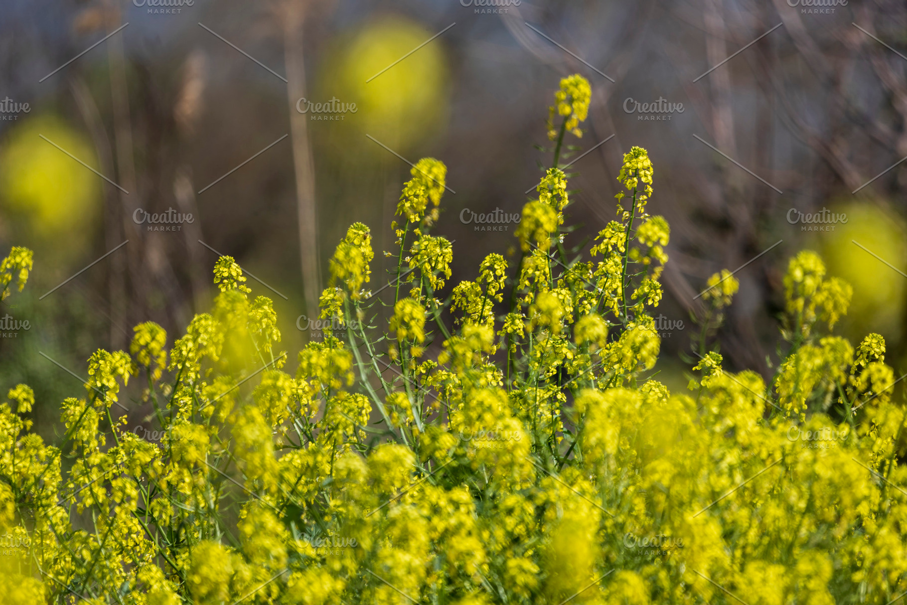 Blooming mustard on the shore, a Nature Photo by Imaginarium
