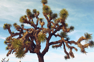 Joshua tree stock photo containing joshua tree and joshua tree national park, a Nature Photo by Bicks Pics