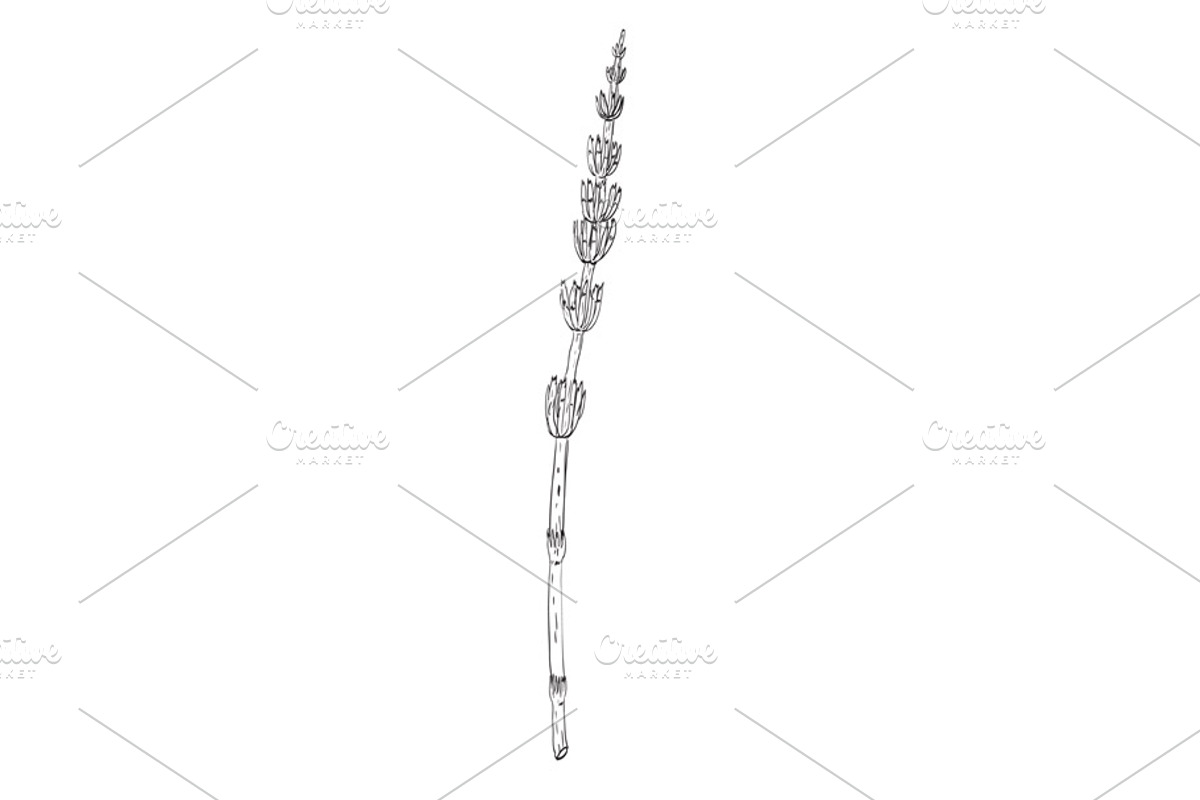 Horsetail Wild Edible Plant Drawing, a Decorative Illustration by patrimonio (Photo 1 of 3)