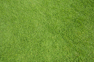Green grass texture background featuring grass, texture, and green