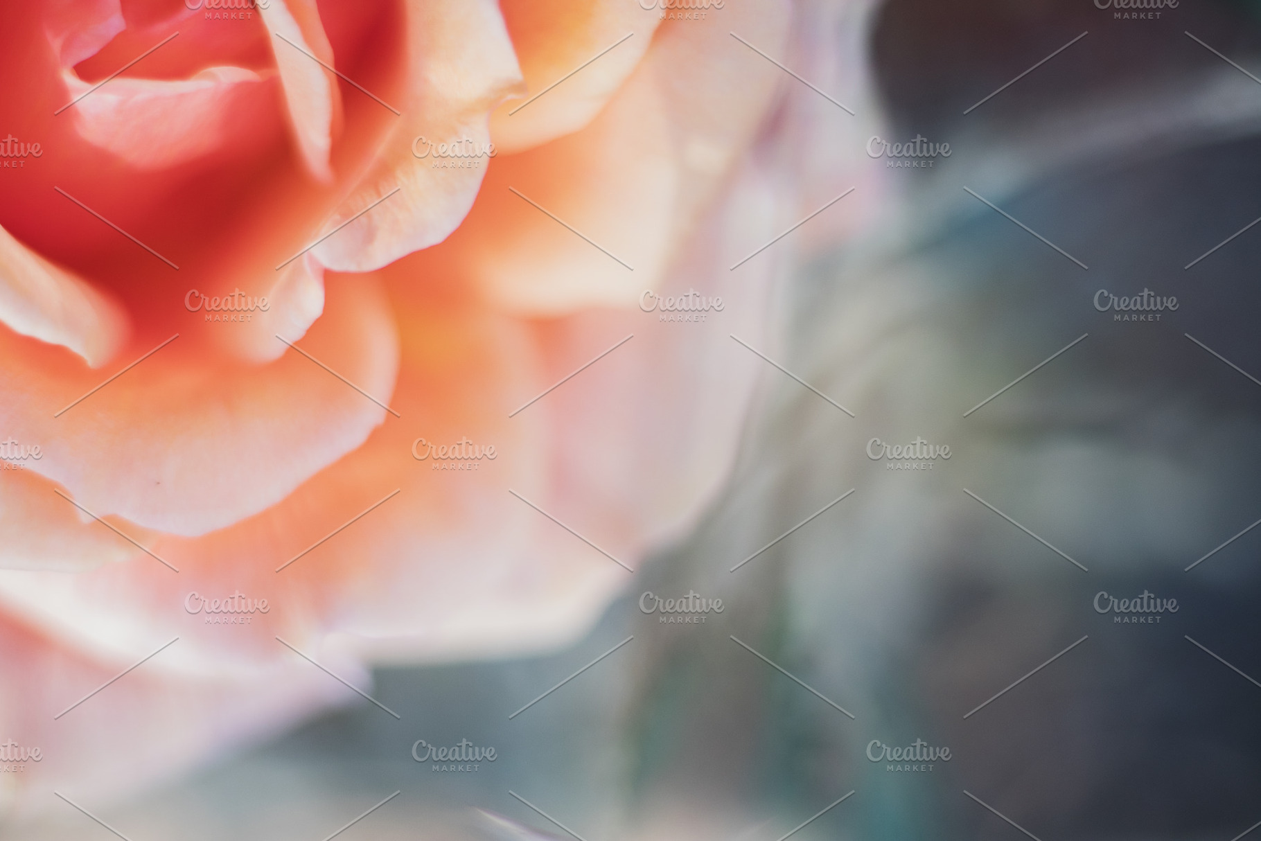 Abstract Peach Rose Petals Photo, a Nature Photo by René Jordaan Photography