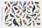 Forest Birds Watercolor Set, an Animal Illustration by AnitaPol (Thumbnail 17 of 26)