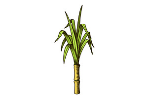 Cane sugar. Sugarcane plant, a Food Illustration by Things for designers
