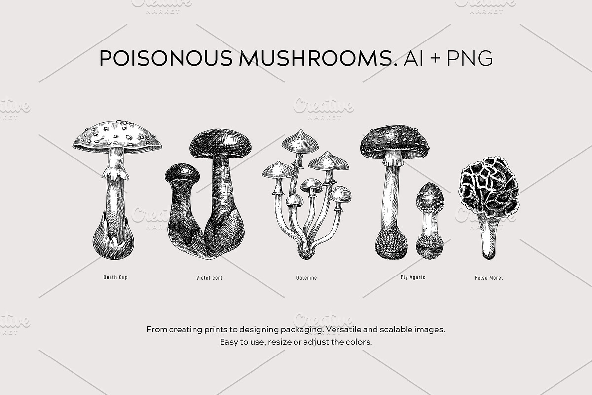 Mushrooms Vector Illustration Set, an Object Illustration by Yevheniia (Photo 7 of 14)