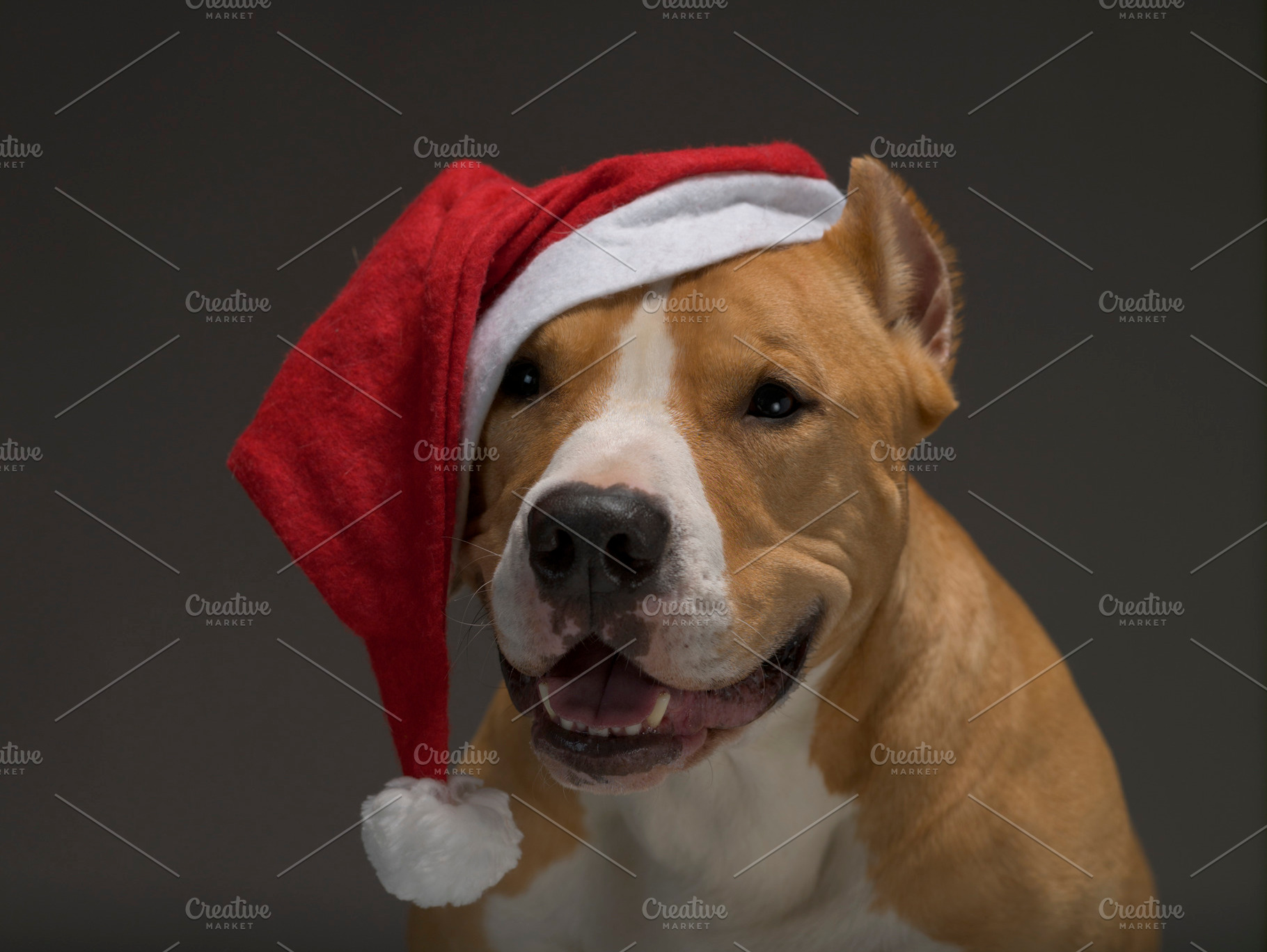 Christmas staffordshire terrier in s containing dog, pet, and animal, an Animal Photo by oleghz