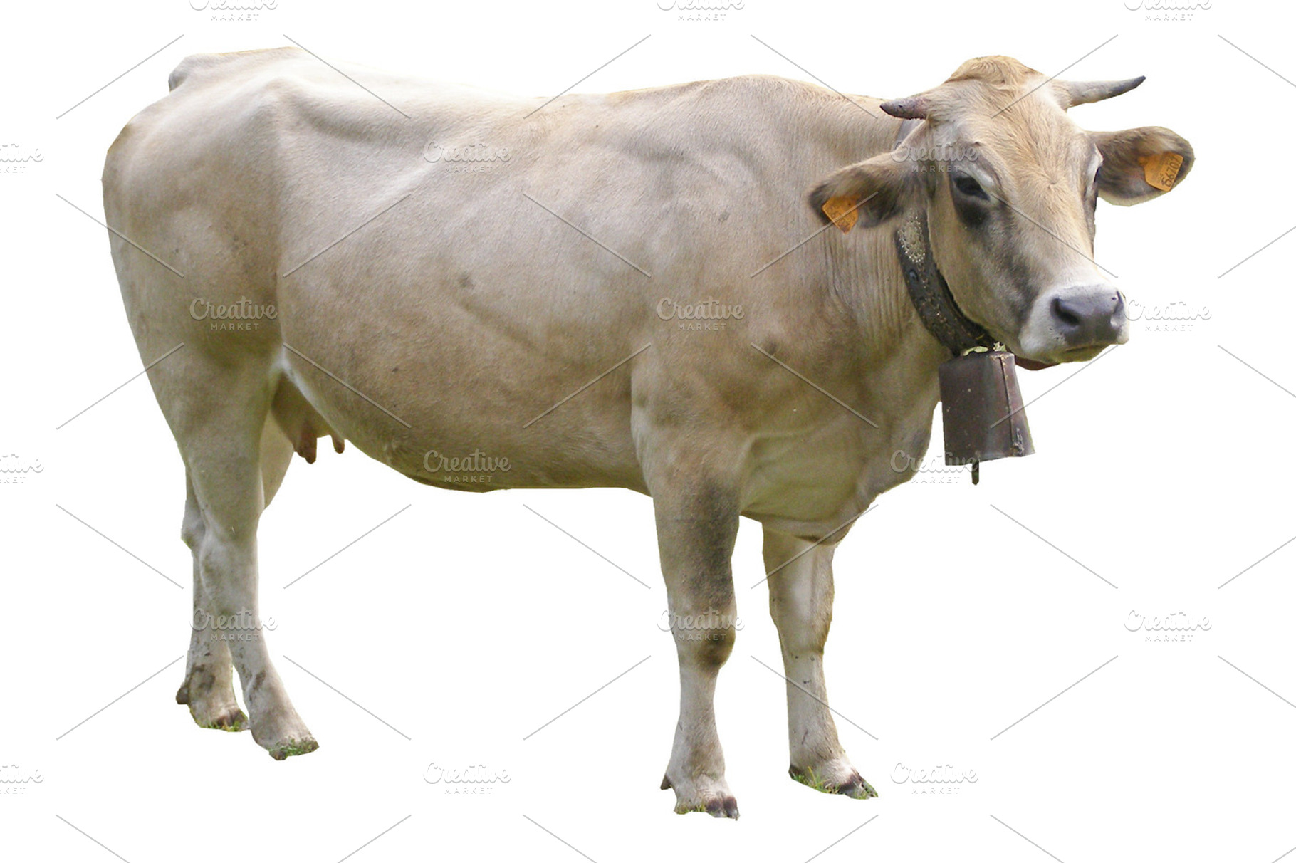 Cow Picture Stock Picture
